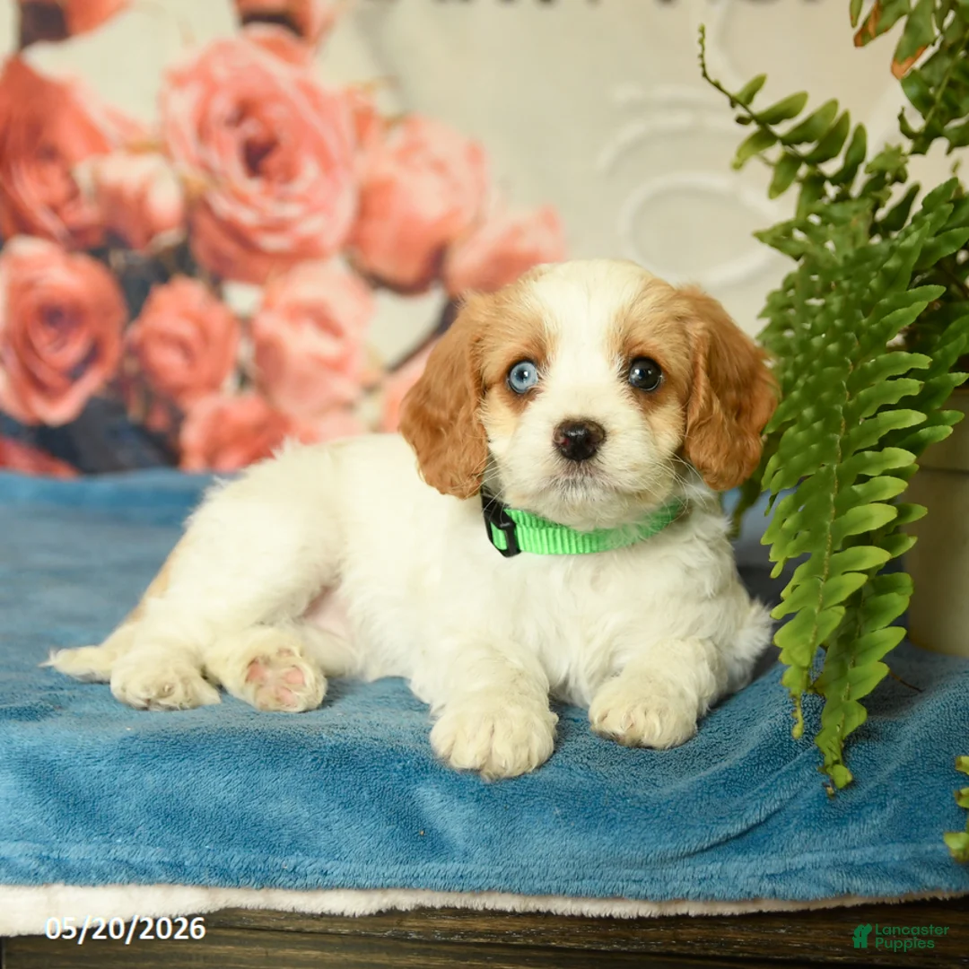 Cavapoo dogs for sale: Molly - Ad 2