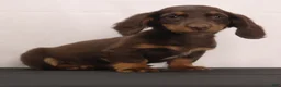 Dachshund dogs for sale: mandy - Ad 3