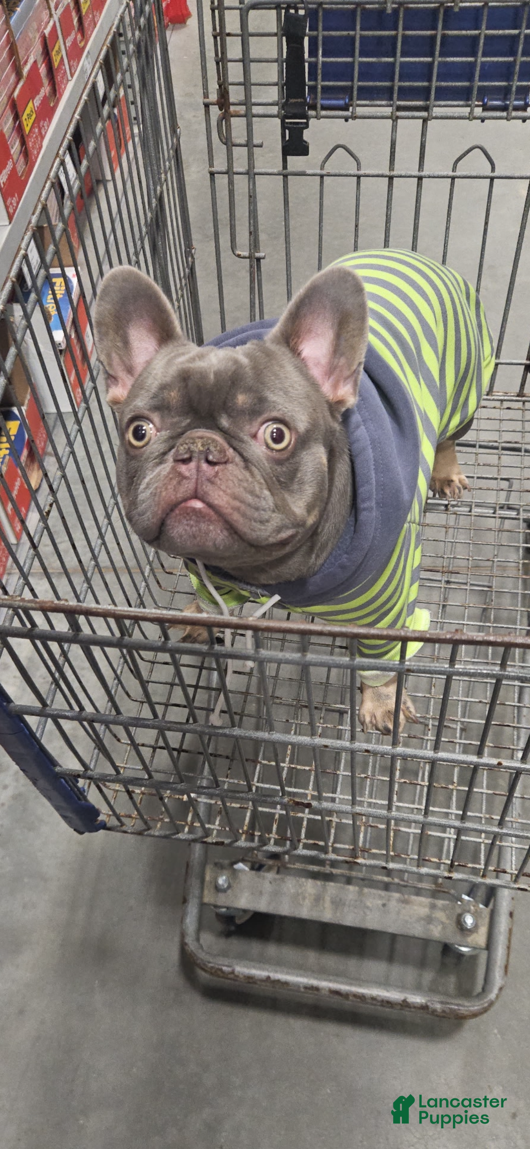 French Bulldog dogs for sale: French Bulldog Puppy 1 - Ad 8