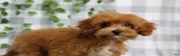Cavapoo dogs for sale: Zofia - Ad 1
