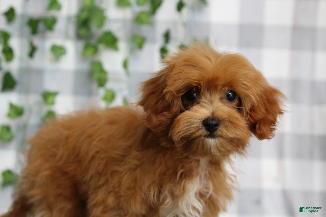 Cavapoo dogs for sale: Zofia - Ad 1