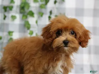 Cavapoo dogs Zofia - Ad 16