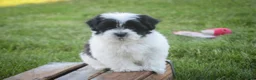 Havanese dogs for sale: Ivan Havanese Puppy  - Ad 8
