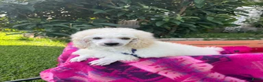 Toy Poodle 4