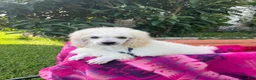 Toy Poodle dogs for sale: Toy Poodle 4 - Ad 1