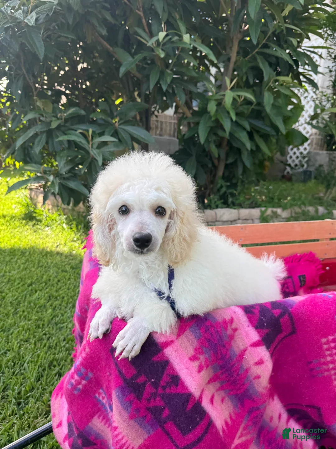 Toy Poodle dogs for sale: Toy Poodle 4 - Ad 1