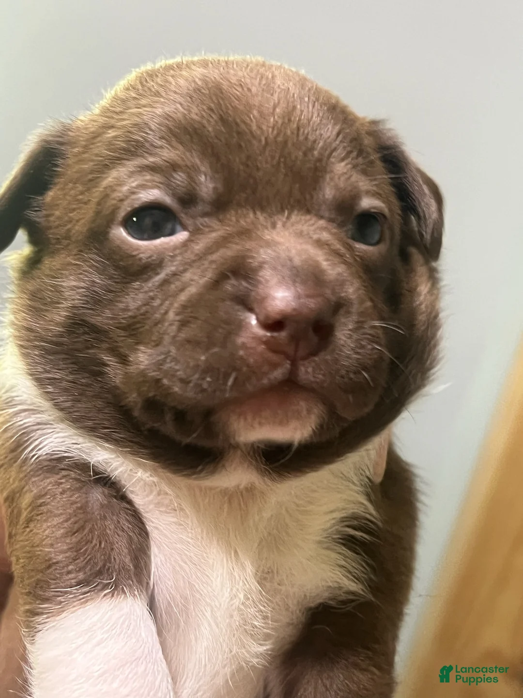 Mixed Breed dogs for sale: Boy 2 - Ad 1
