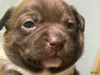 Mixed Breed dogs Boy 2 - Ad 13