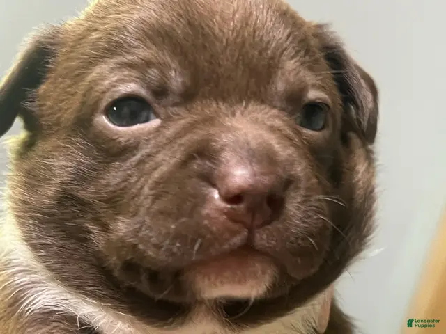Mixed Breed dogs Boy 2 - Ad 27