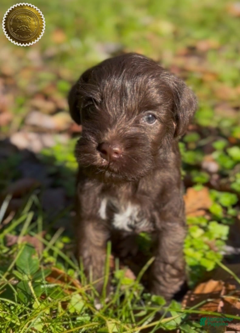 Miniature Schnauzer dogs Miniature Schnauzer Puppy 1 - Ad 11