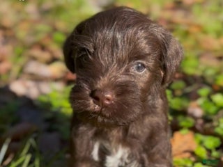 Miniature Schnauzer dogs Miniature Schnauzer Puppy 1 - Ad 8