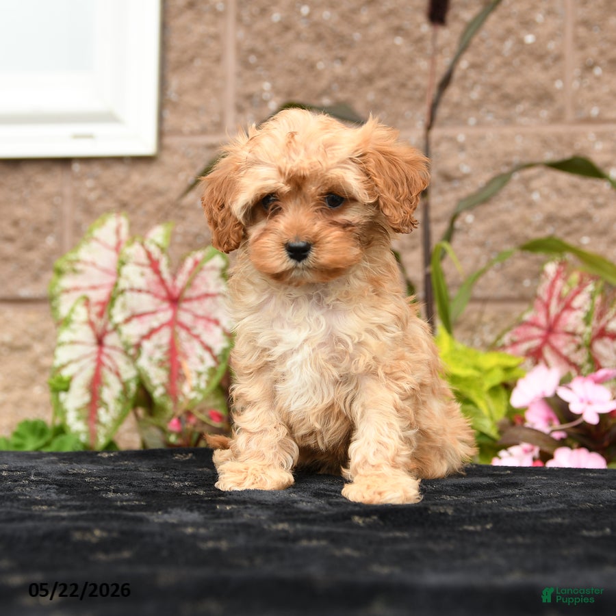 Cavapoo dogs Valentino - Ad 1