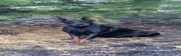 Doberman Pinscher dogs for sale: Doberman Pinscher Puppy 3 - Ad 2