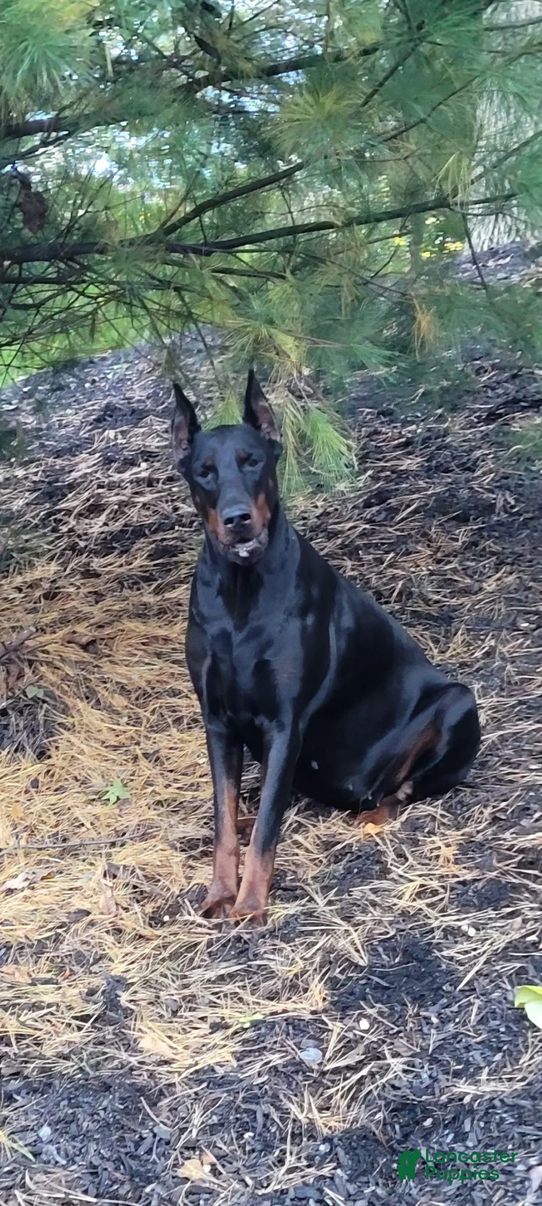 Doberman Pinscher dogs for sale: Doberman Pinscher Puppy 3 - Ad 2