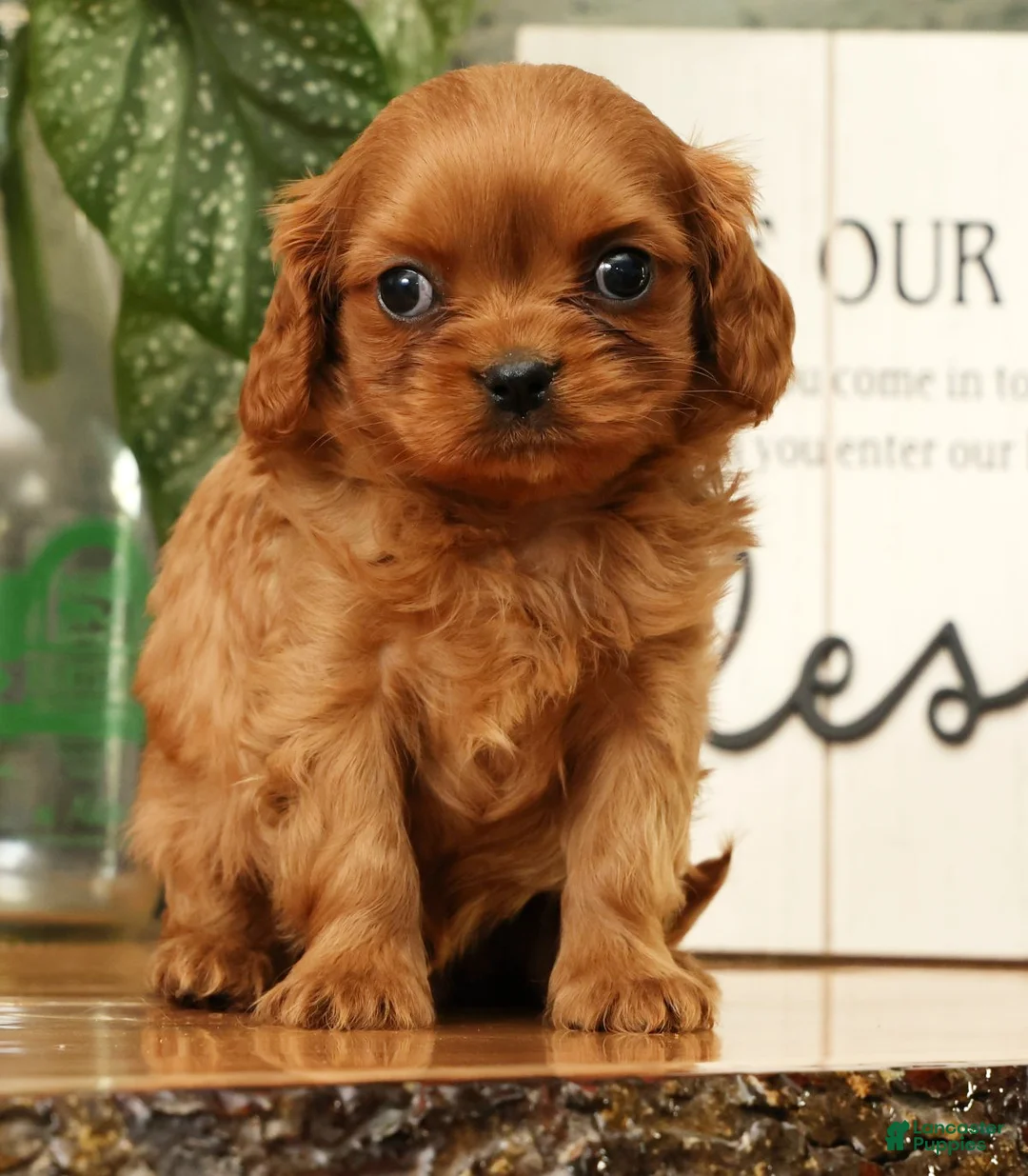 Cavapoo dogs for sale: Buzz - Ad 2