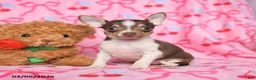 Chihuahua dogs for sale: Clover - Ad 2