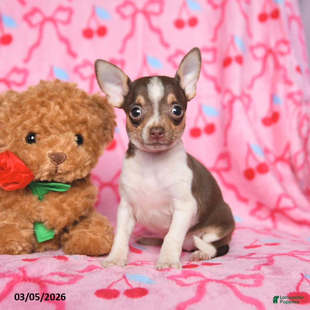 Chihuahua dogs for sale: Clover - Ad 2