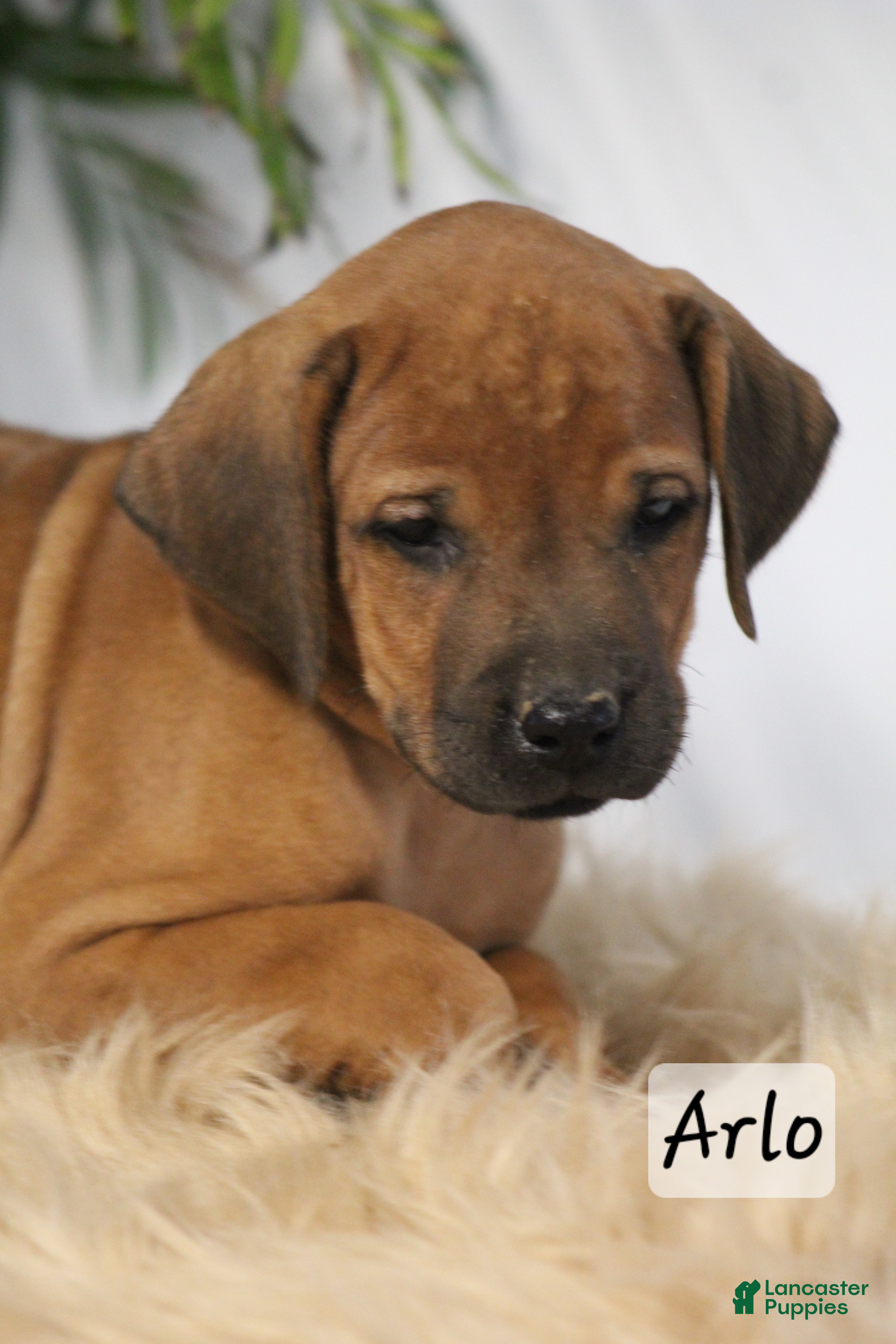 Rhodesian Ridgeback dogs Rhodesian Ridgeback Puppy 4 - Ad 14