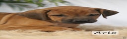 Rhodesian Ridgeback dogs for sale: Rhodesian Ridgeback Puppy 4 - Ad 4