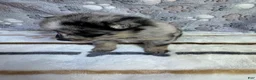 Pomsky dogs for sale: Romy - Ad 5