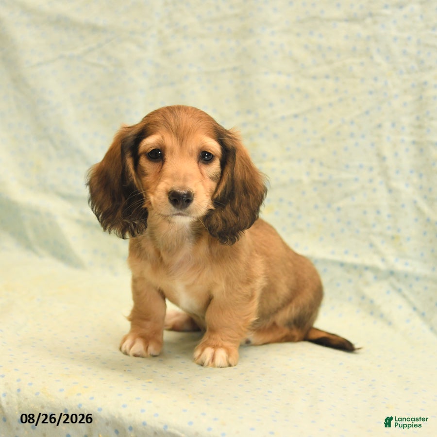 Dachshund dogs Lucy - Ad 1