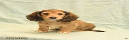 Dachshund dogs for sale: Lucy - Ad 1