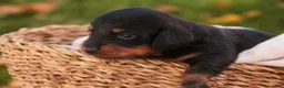Miniature Dachshund dogs for sale: Lottie Miniature Dachshund  - Ad 4