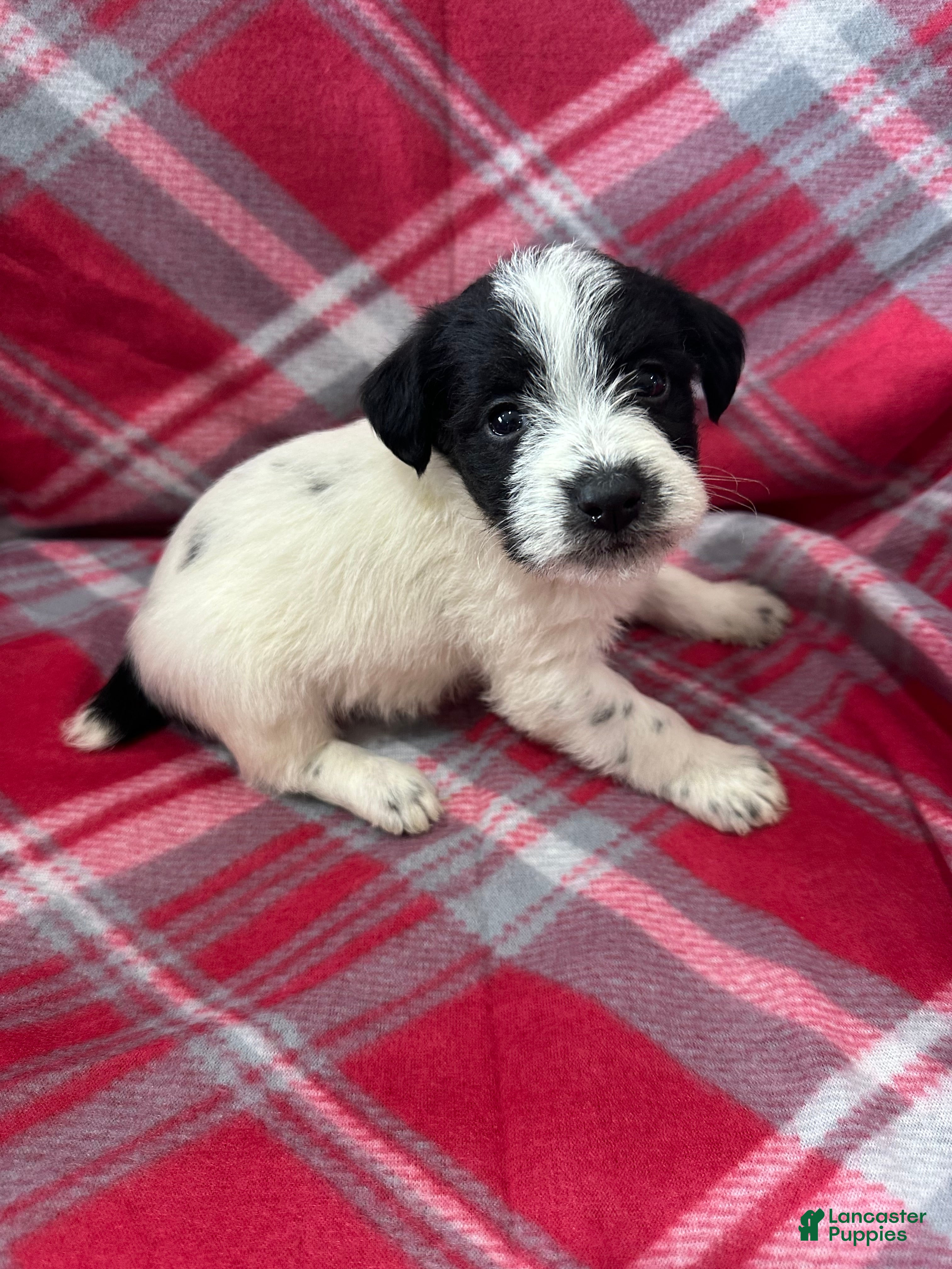 Jackapoo dogs Jackapoo Puppy 1 - Ad 3