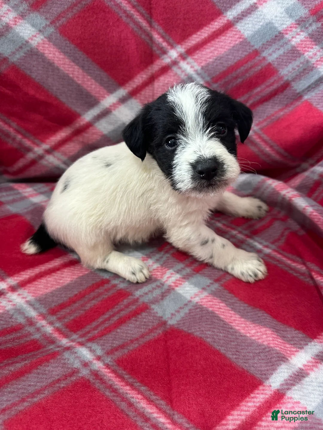 Jackapoo dogs for sale: Jackapoo Puppy 1 - Ad 1