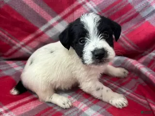 Jackapoo dogs Jackapoo Puppy 1 - Ad 3