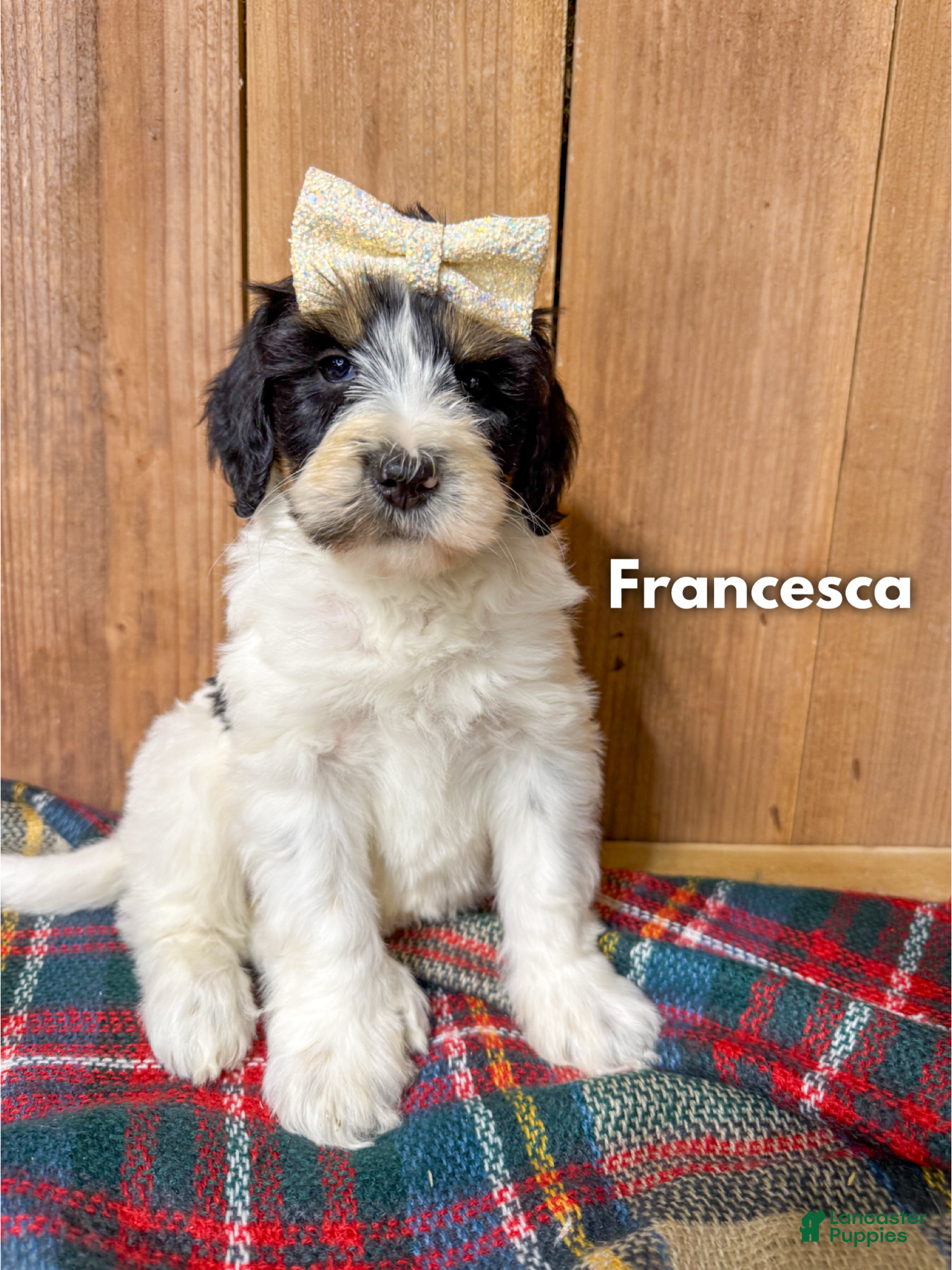 Mixed Breed dogs Francesca - Ad 38