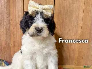 Mixed Breed dogs Francesca - Ad 41