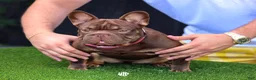 French Bulldog dogs for sale: Skittles - Ad 4