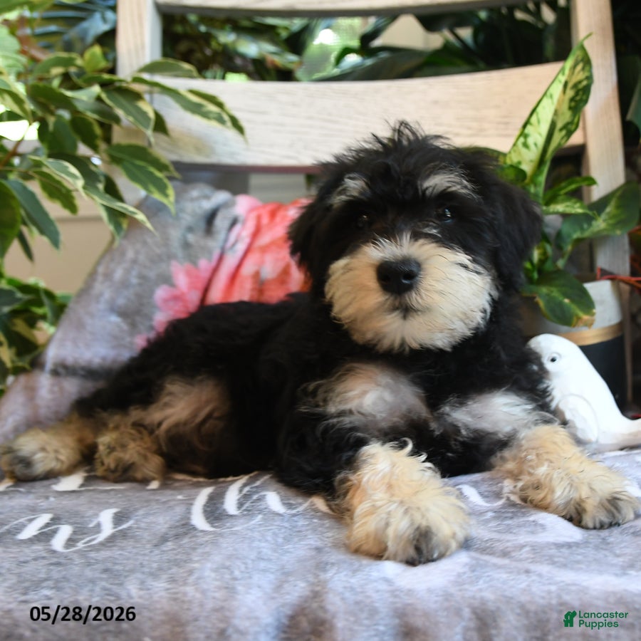 Miniature Schnauzer dogs Max - Ad 2