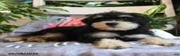 Miniature Schnauzer dogs for sale: Max - Ad 2