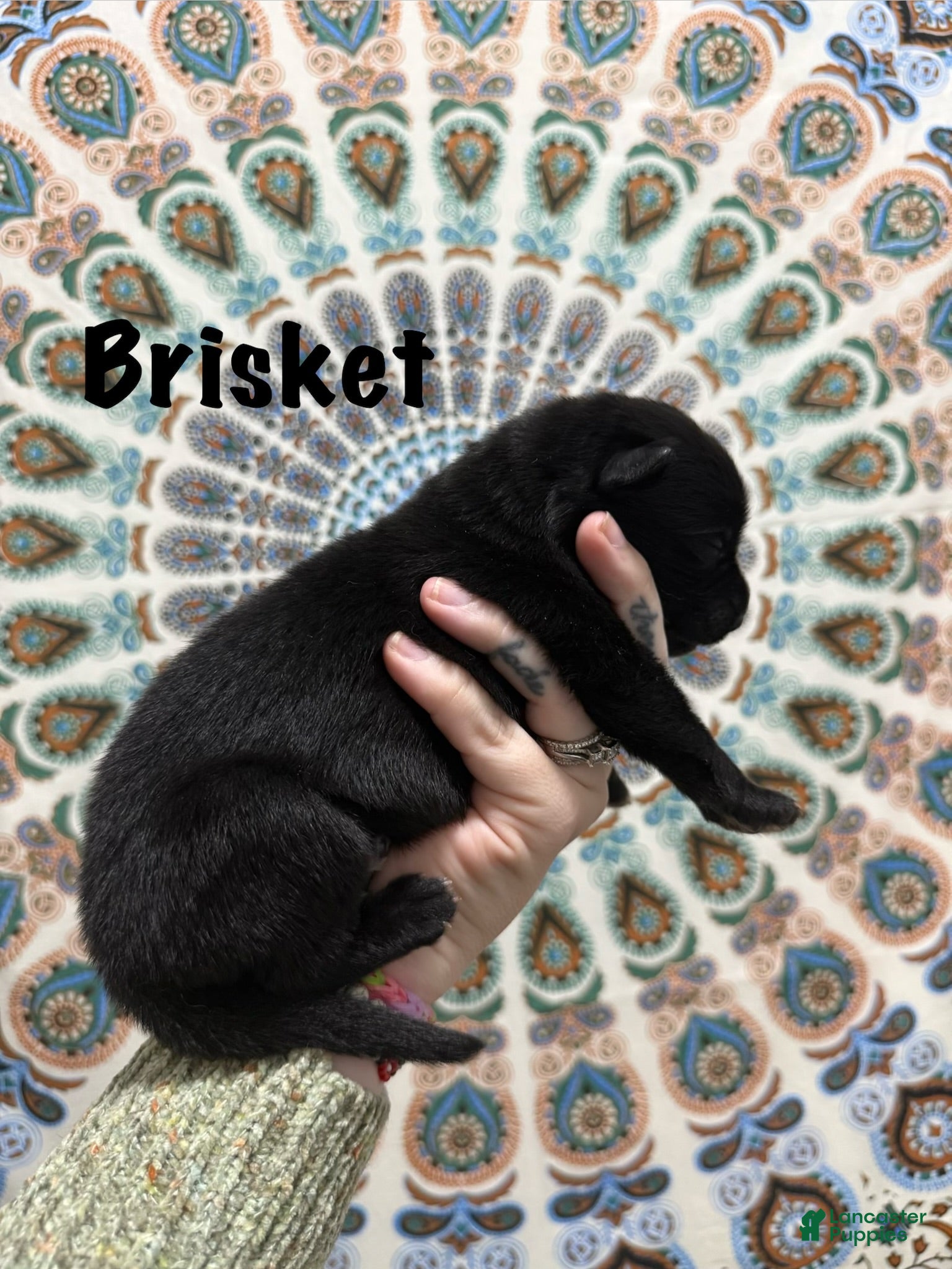 German Shepherd dogs Brisket - Ad 1