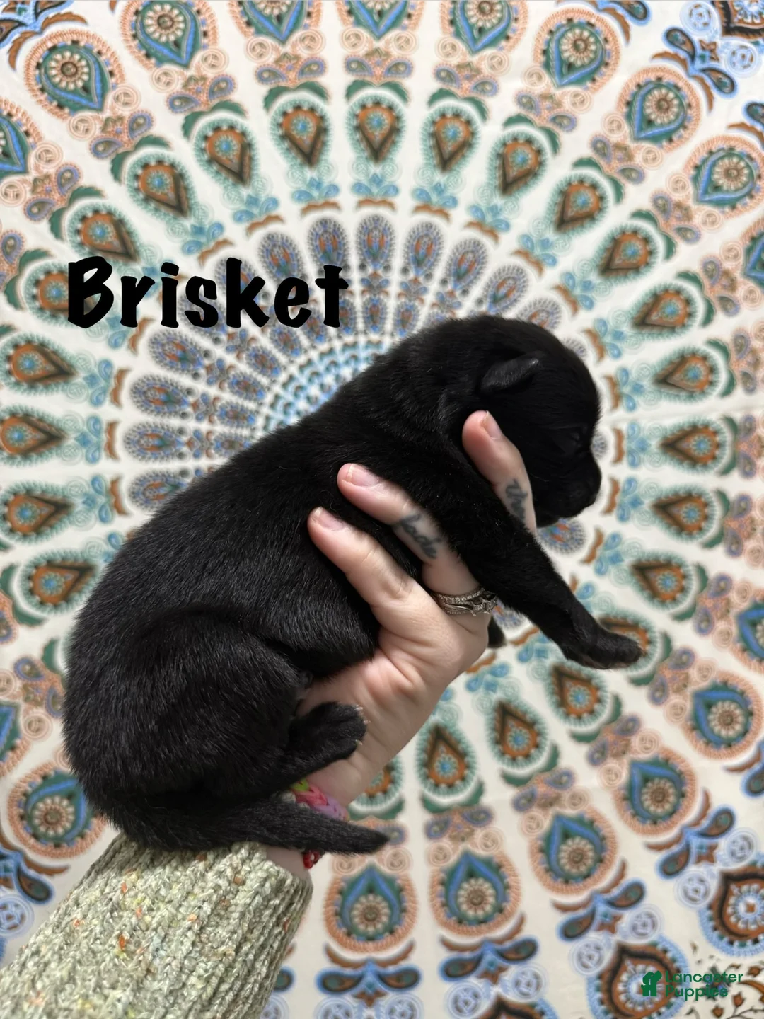 German Shepherd dogs for sale: Brisket - Ad 1