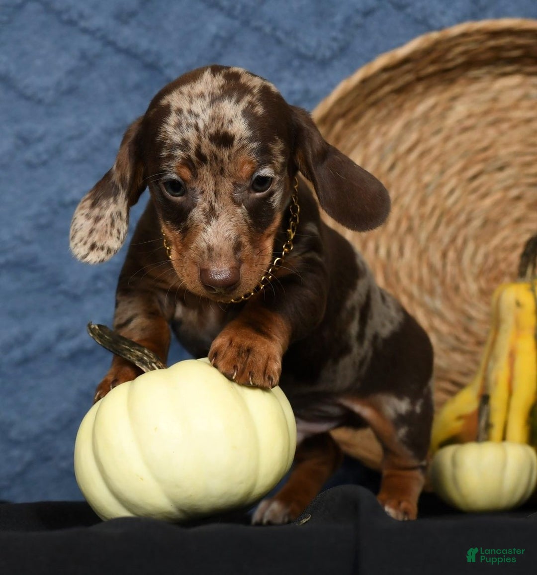 Miniature Dachshund dogs for sale: Rocky - Ad 8