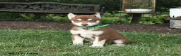 Alaskan Malamute dogs for sale: Scarlett - Ad 2