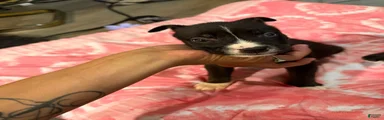 Mixed Breed 5