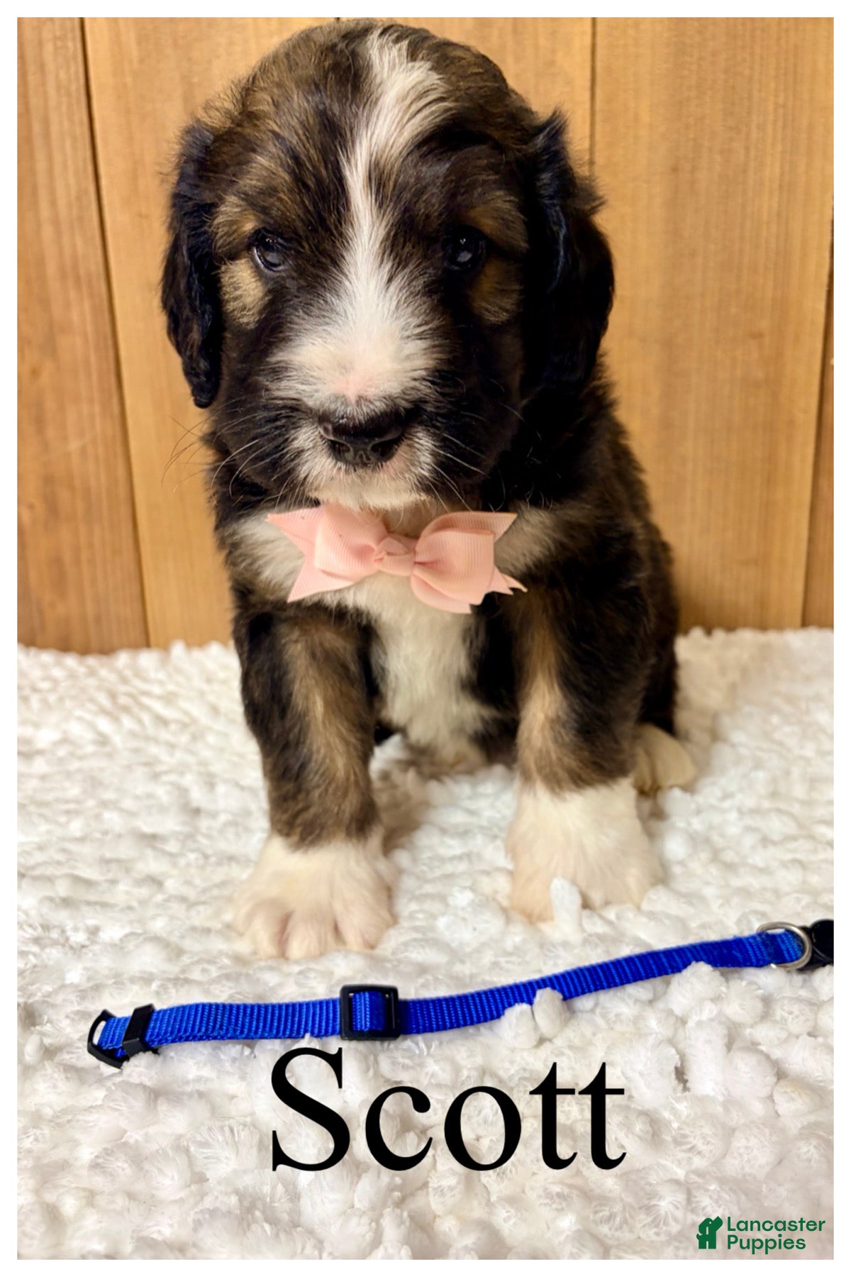 Bernedoodle dogs Scott- Standard F1 - Ad 39