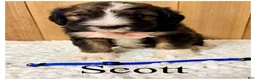 Bernedoodle dogs for sale: Scott- Standard F1 - Ad 3