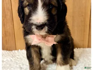 Bernedoodle dogs Scott- Standard F1 - Ad 39