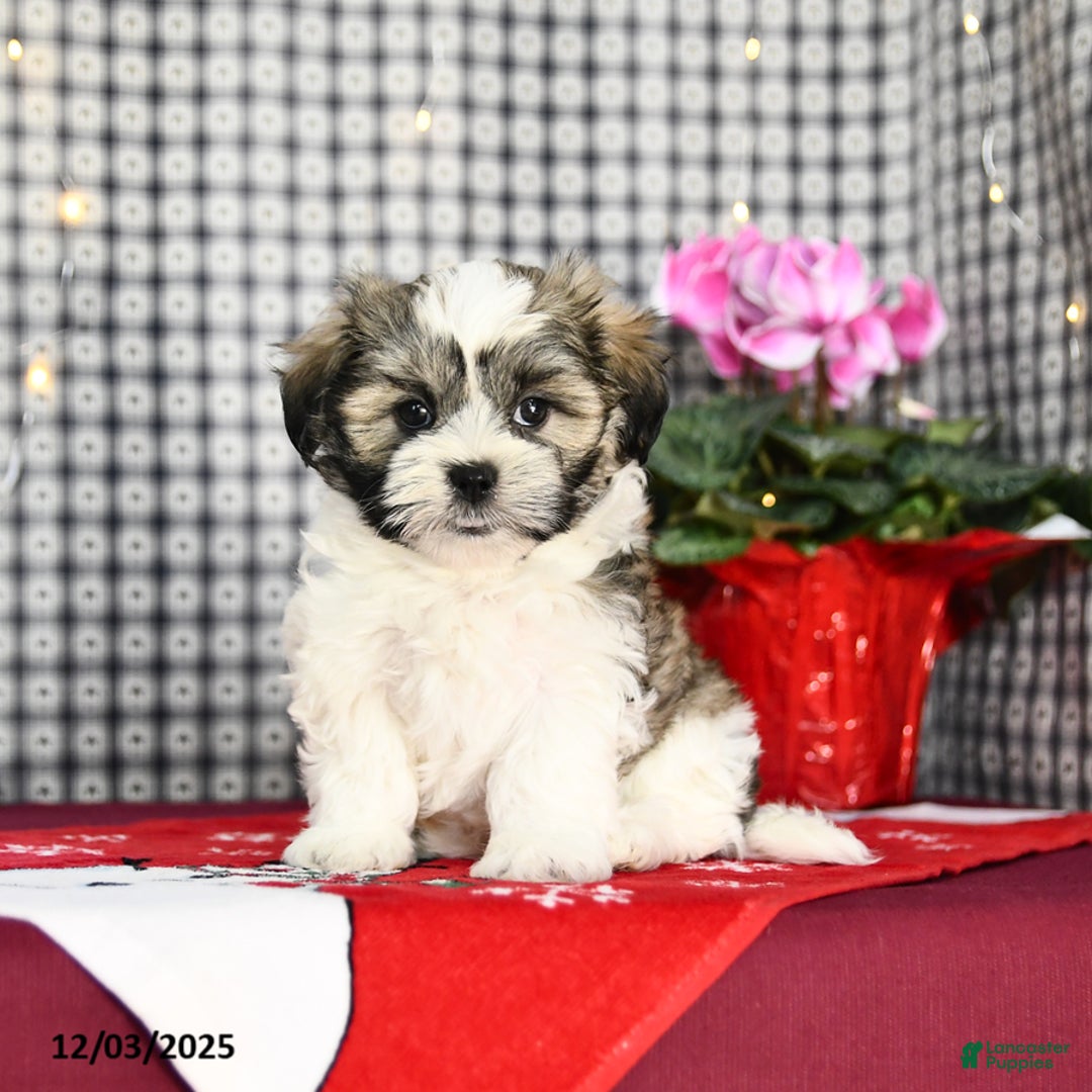 Malshi dogs for sale: Fuzz  - Ad 2