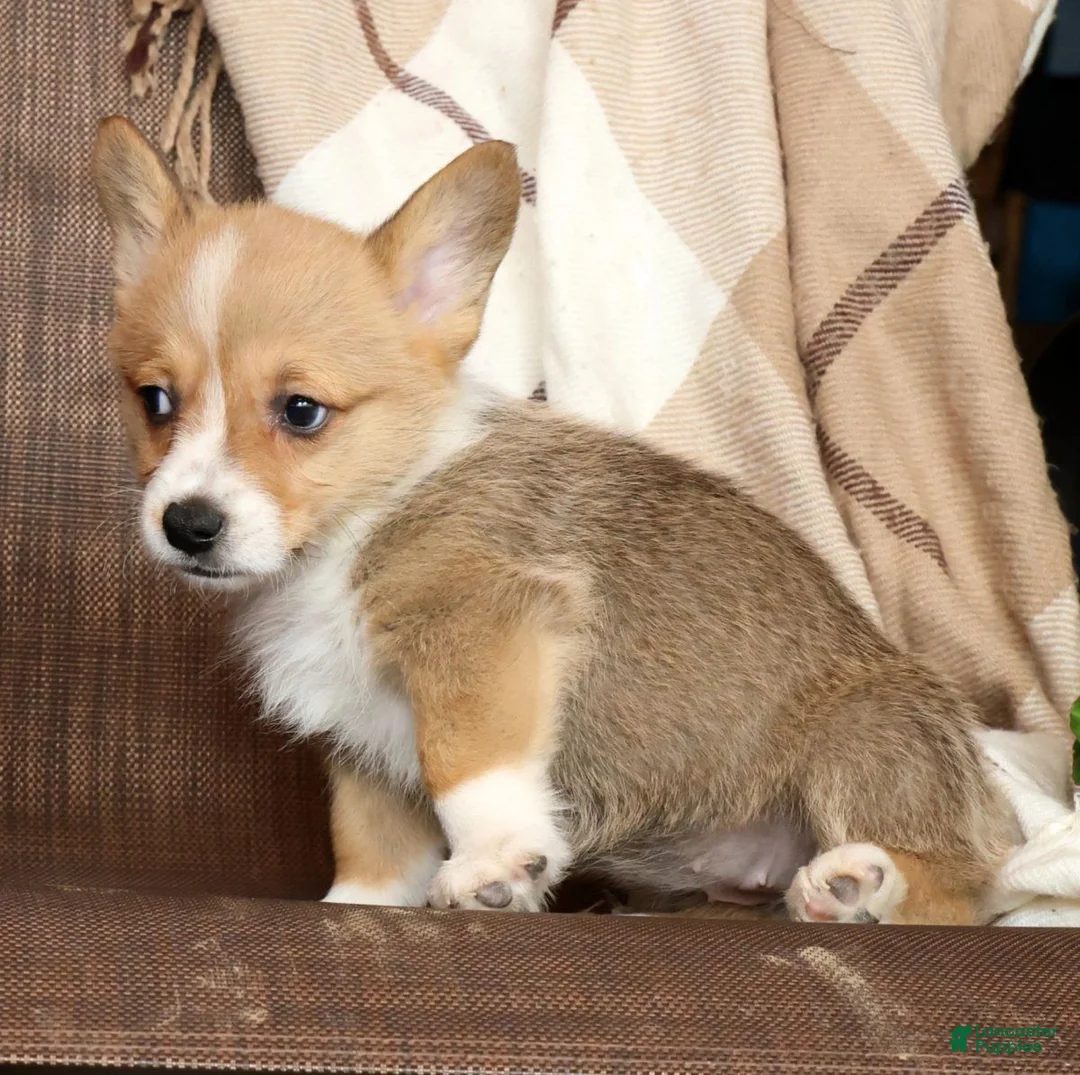 Welsh Corgi Pembroke dogs for sale: Darcy Genetic Clear - Ad 2