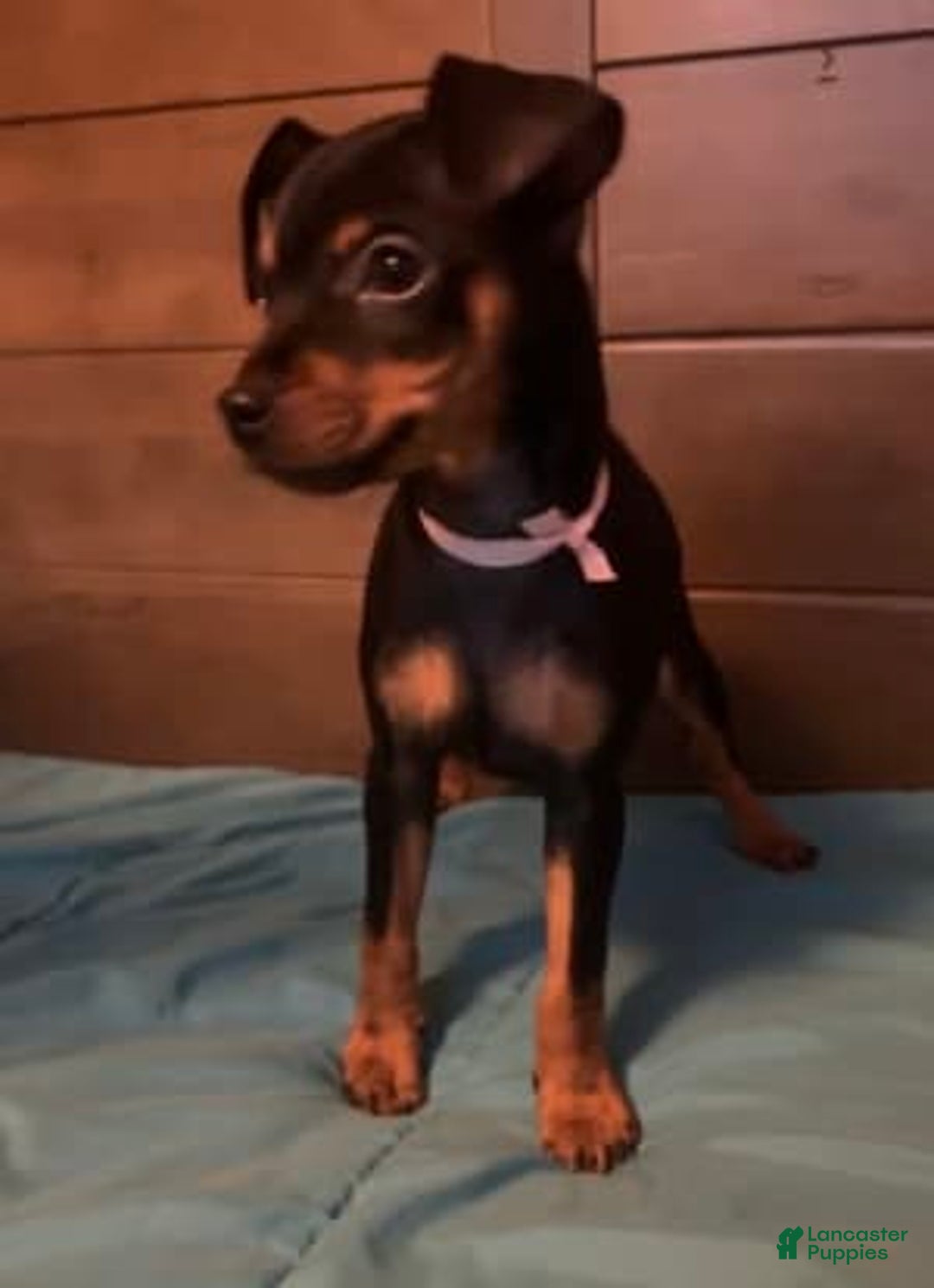 Gallery Image {{count}}