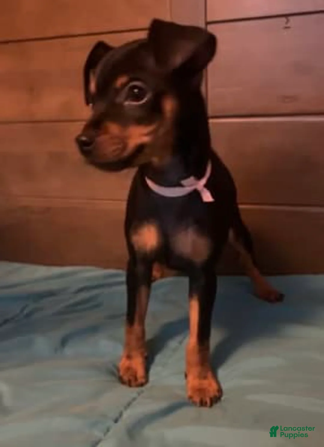 Gallery Image {{count}}