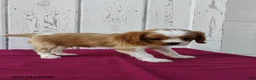 Cavalier King Charles Spaniel dogs for sale: Duke - Ad 3