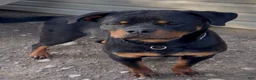 Rottweiler dogs for stud: DRONIQ - DONEY UNO - Ad 2