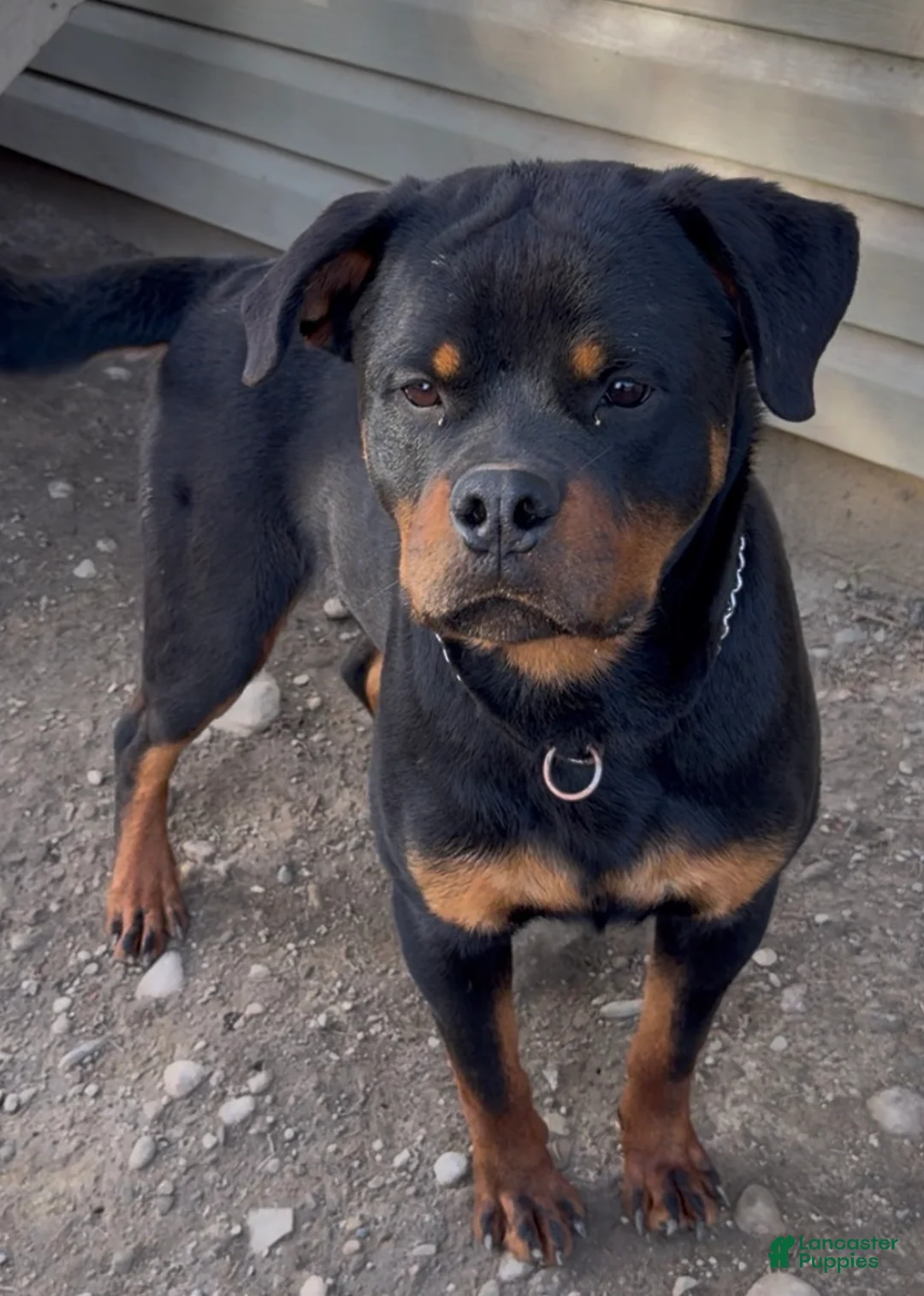 Rottweiler dogs for stud: DRONIQ - DONEY UNO - Ad 2